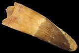 Spinosaurus Tooth - Partial Root #169717-1